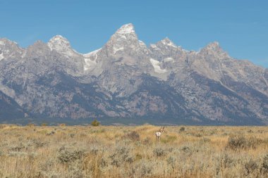 Pronghorn Buck Tetons içinde