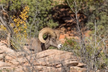 çöl bighorn koyun ram