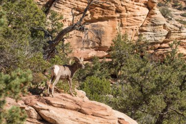 çöl bighorn koyun ram