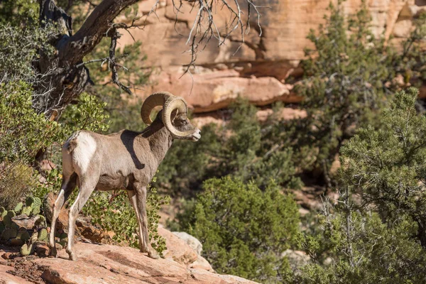 Desert Bighorn Sheep Ram — Stock Photo, Image