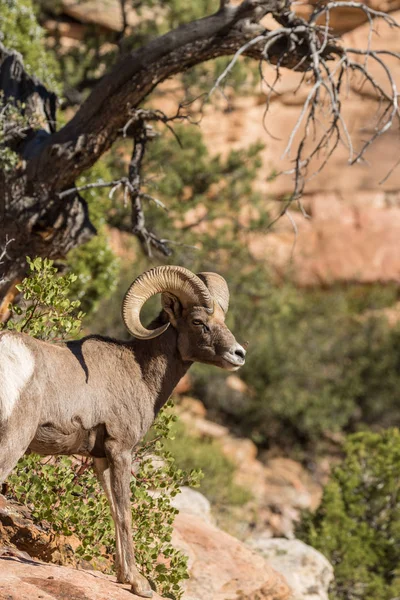 Desierto Bighorn carnero —  Fotos de Stock