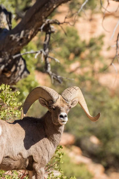 Пустеля Bighorn вівці оперативної пам'яті — стокове фото