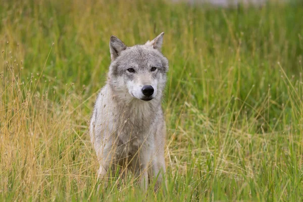 Hermoso lobo gris —  Fotos de Stock