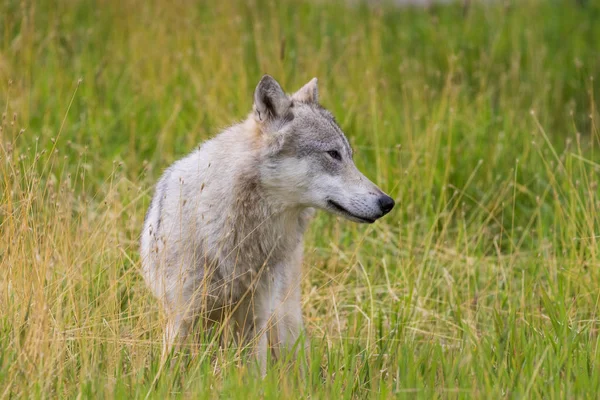 Hermoso lobo gris — Foto de Stock