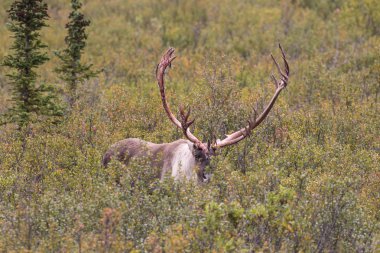 Çorak yere Caribou boğa