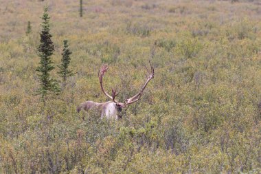 Çorak yere Caribou boğa