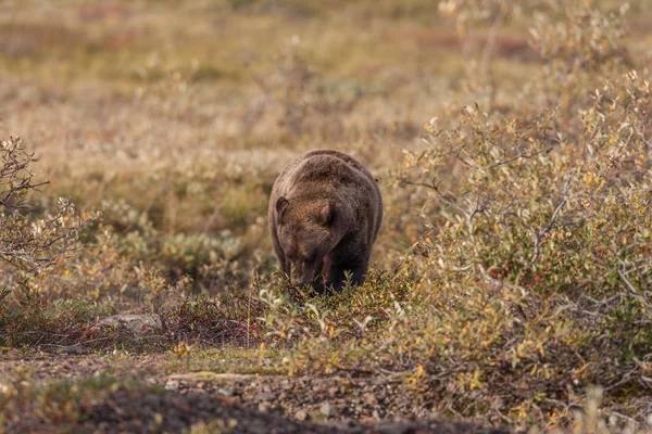 Alimentazione degli orsi grizzly — Foto Stock