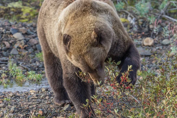 Medvěd grizzly, krmení — Stock fotografie