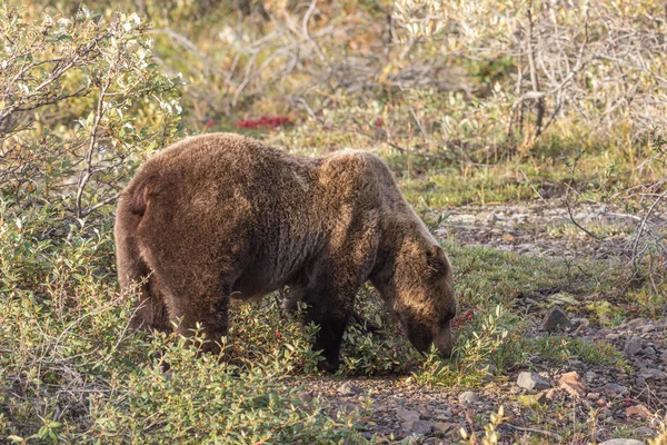 Alimentación del oso pardo —  Fotos de Stock