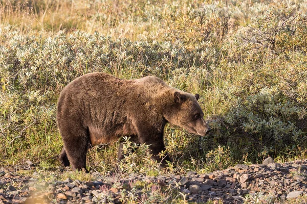 Alimentazione degli orsi grizzly — Foto Stock