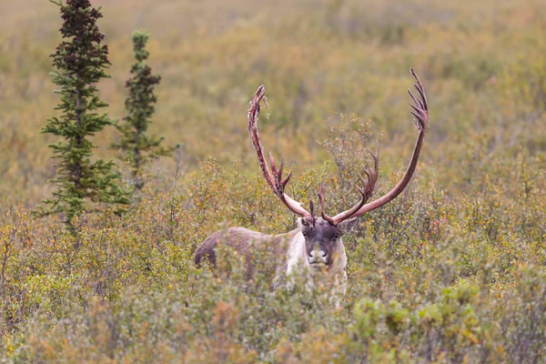 Kale grond Caribou Bull — Stockfoto