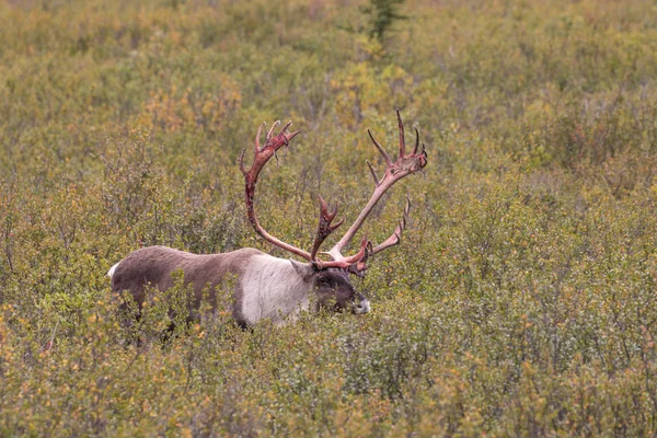 Άγονο έδαφος Caribou Ταύρος — Φωτογραφία Αρχείου