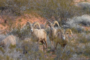 çöl bighorn koyun rams