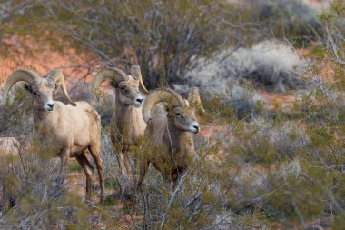 çöl bighorn koyun rams