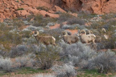 çöl bighorn koyun rams
