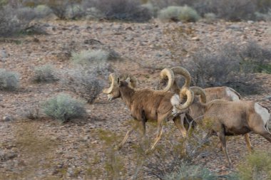 çöl bighorn koyun rams