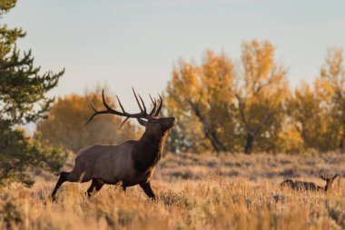 Rut 'ta Boğa Geyiği