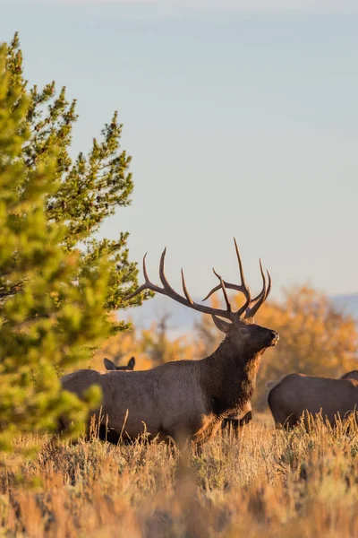 Bull Elk i Rut — Stockfoto