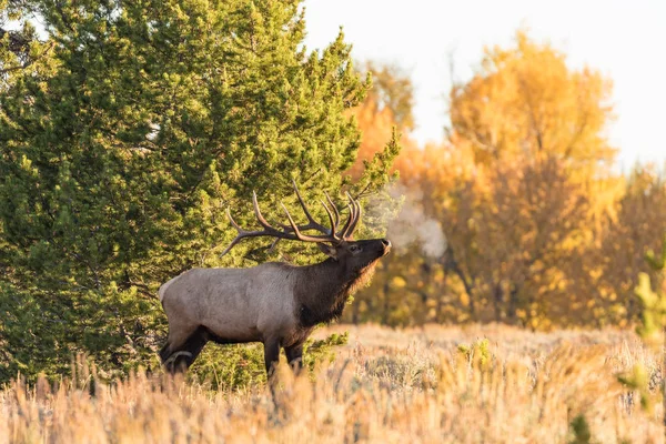 Bull Elk in Rut — Stock Photo, Image
