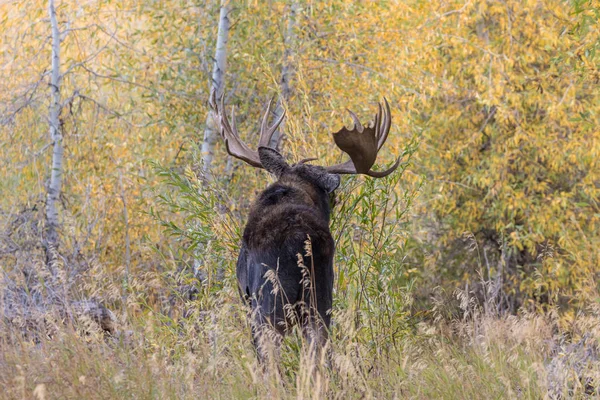 Oie des taureaux en automne — Photo