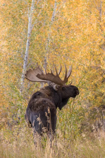 Bull Moose in Fall — Stock Photo, Image