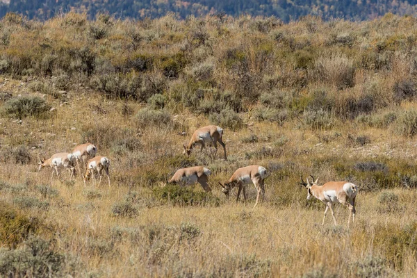 Antilope du Pronghorn à Rut — Photo