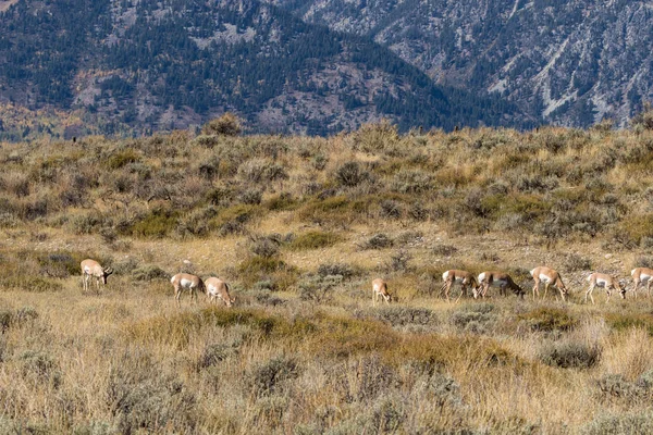 틀에 박힌 pronghorn 영양 — Stok fotoğraf