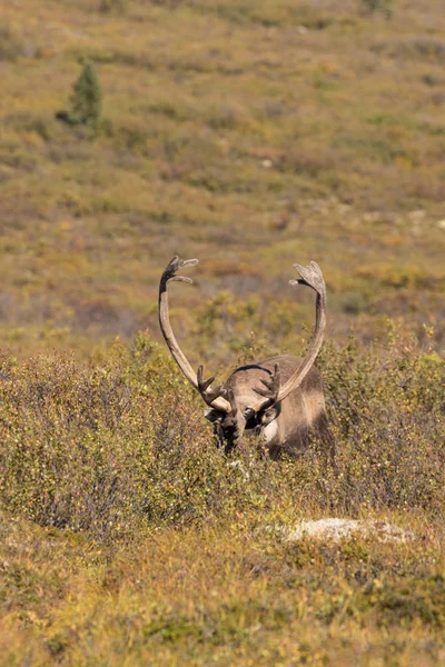 Rumišti Caribou býk — Stock fotografie
