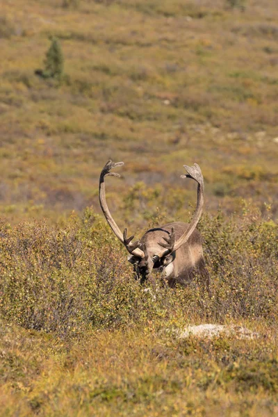 Άγονο έδαφος Caribou Ταύρος — Φωτογραφία Αρχείου