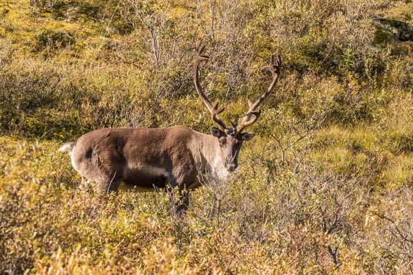 Bull Caribou jałowej ziemi — Zdjęcie stockowe