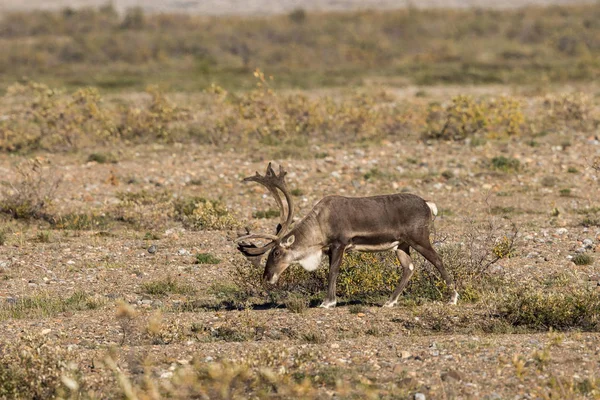 Bull Caribou jałowej ziemi — Zdjęcie stockowe