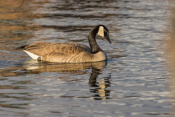 Canada goose reflectie — Stockfoto