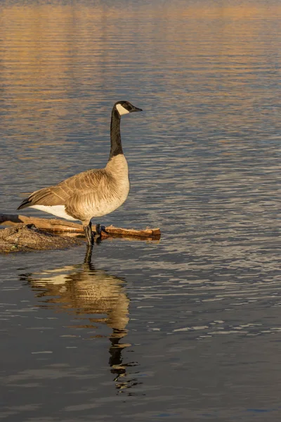 Canada goose reflectie — Stockfoto