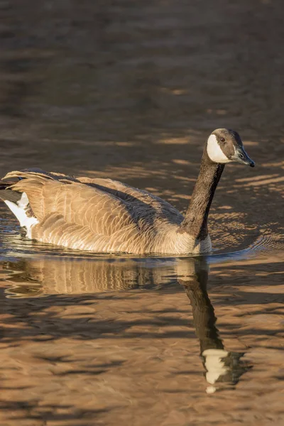 Canada goose reflectie — Stockfoto