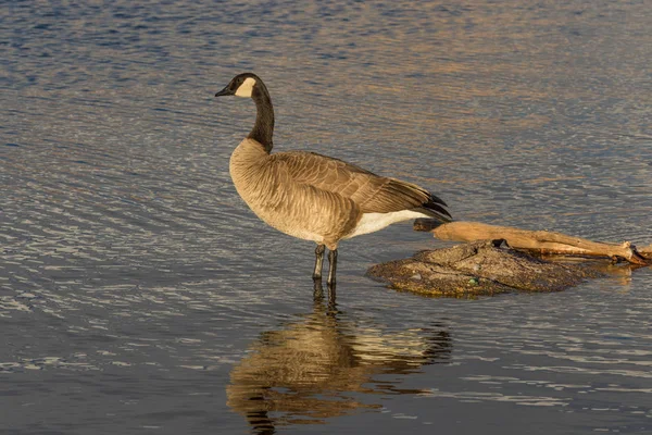 Canada goose reflectie — Stockfoto