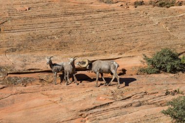 Tabii çöl bighorn koyun