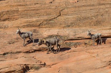 Tabii çöl bighorn koyun