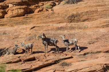 Tabii çöl bighorn koyun