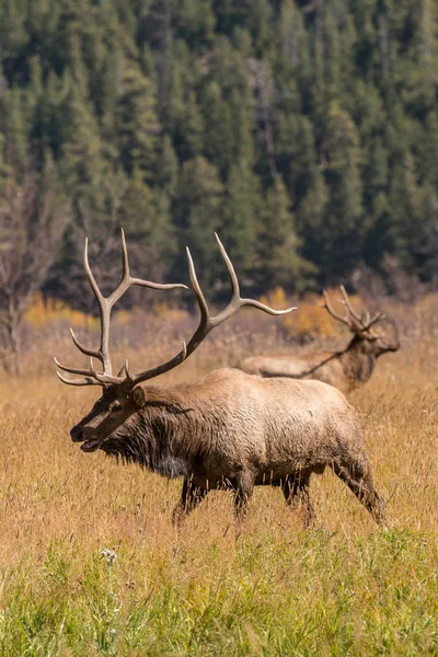 Stierenland in Rut — Stockfoto