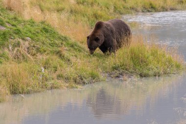 Alaska 'da Boz Ayı