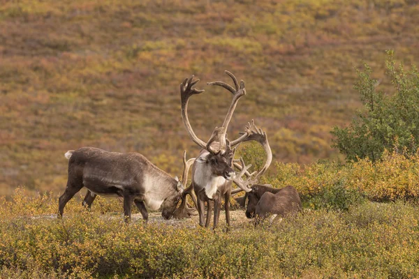 Barren Ground Caribou Bulls in Velvet — Stock Photo, Image