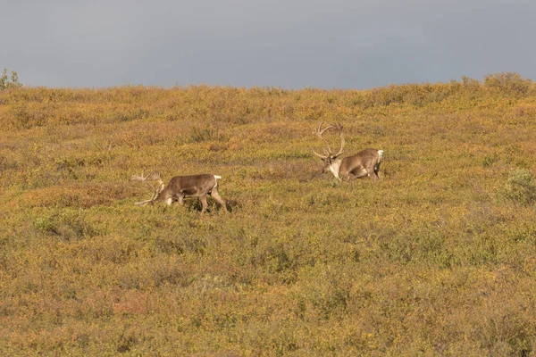 Rumišti Caribou býci v sametu — Stock fotografie