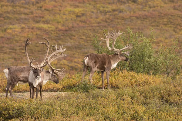 Barren Ground Caribou tjurar i sammet — Stockfoto