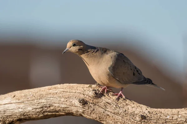 ログに喪の鳩 — ストック写真