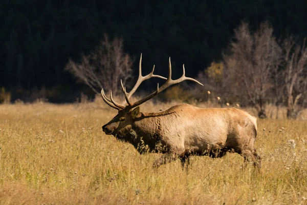 Bull Elk i Rut — Stockfoto