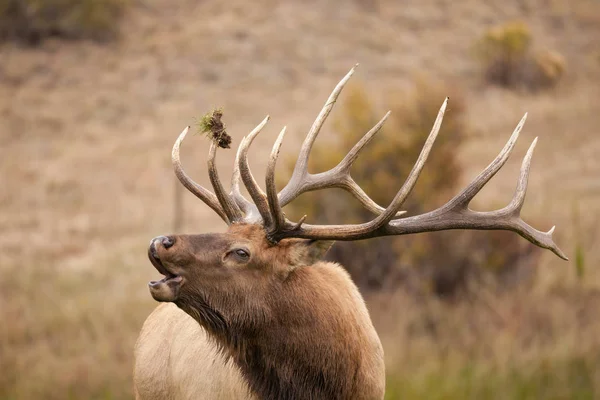 Bull Elk in Rut — Stock Photo, Image