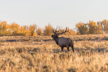Rut 'ta Boğa Geyiği