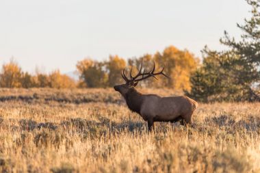 Rut 'ta Boğa Geyiği
