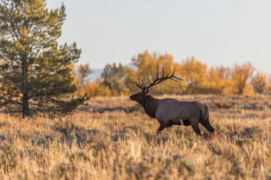Rut 'ta Boğa Geyiği