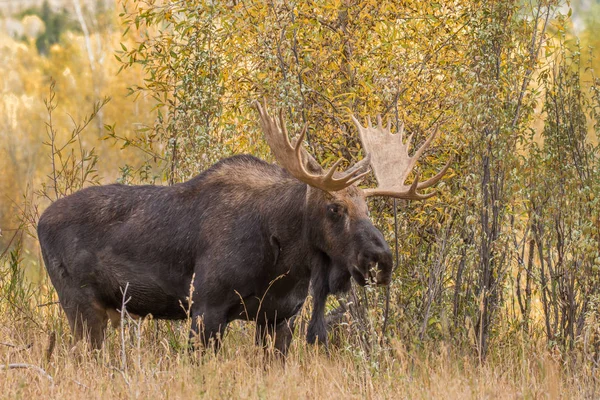 Toro Shiras Moose —  Fotos de Stock